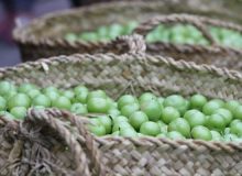 برگزاری چهارمین جشنواره ملی آلوچه در گوراب زرمیخ صومعه سرا